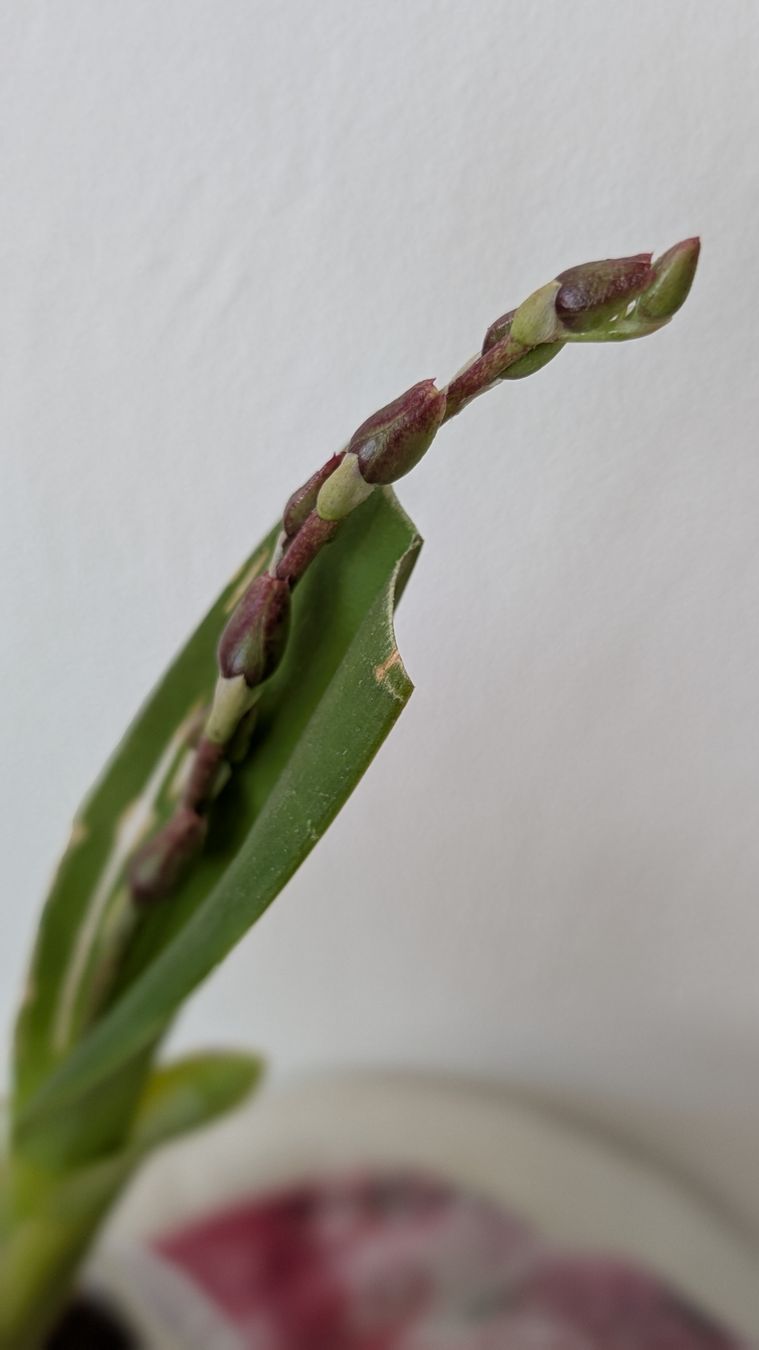 Pflanzen & Samen: Cambria Orchidee – Gebraucht aus Untervaz von Lyraia 1
