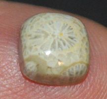 Cabochon L-9673 – Korallen Fossil Quadrat 8mm
