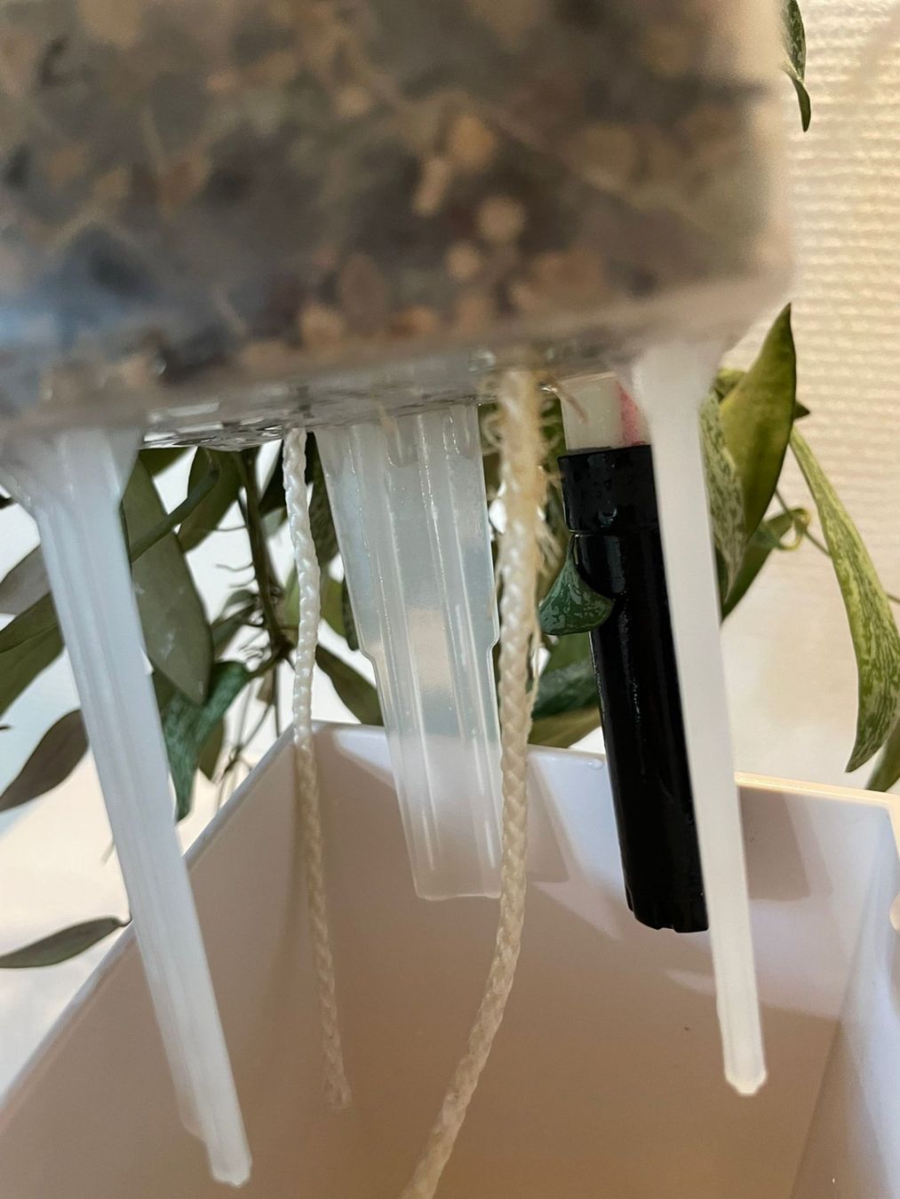 Pflanzen & Samen: Hoya sigillatis in Semihydro – Neu (gemäss Beschreibung) aus Bühler von googelibear 5