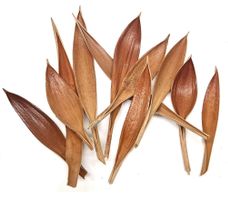 Kokospalmenblätter Mini 120 g - 2 Packs / Basteln Dekoration