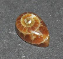 Cabochon L-8569 – Ammonit Fossil Birne 5x8mm