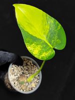 💛 MONSTERA DELICIOSA AUREA SPORT LARGE FORM TOP OFFER💛