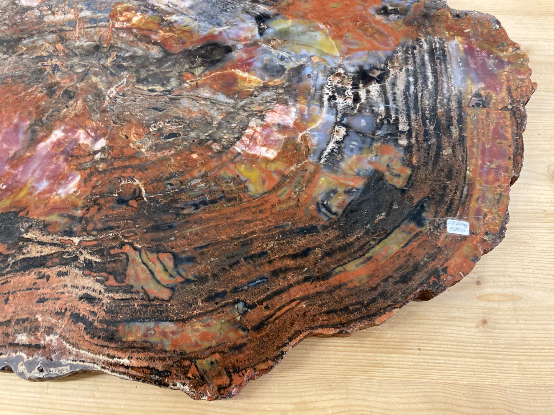 Mineralien & Heilsteine: WUNDERSCHÖNE VERSTEINERTE  HOLZ - SCHEIBE  27,25 KILO – Neu und originalverpackt aus Aesch ZH von LiquidAktion 3