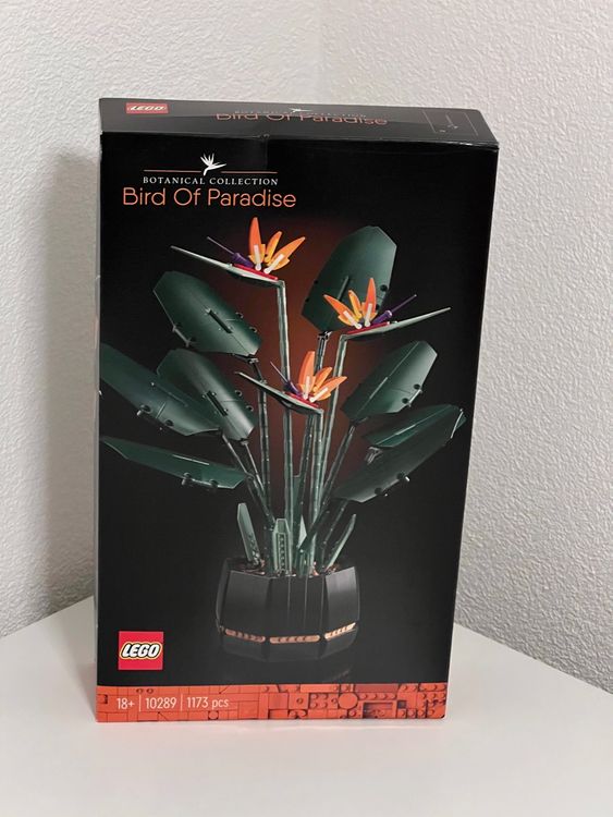 philodendron clarinervium Anthurium clarinervium, Velvet Cardboard Anthurium  Carnivero