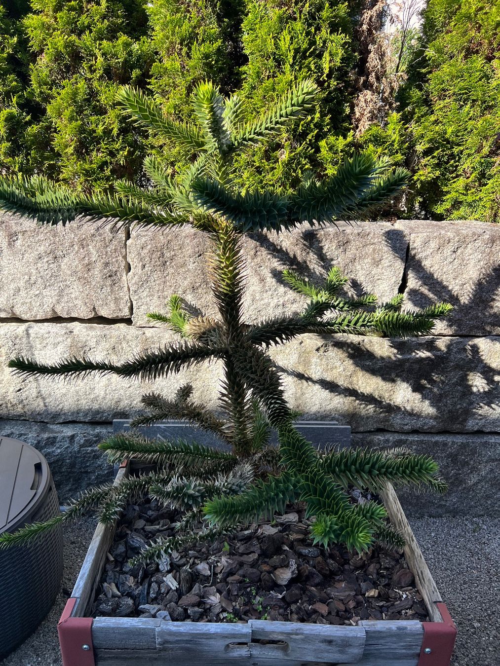 Piante & sementi: Andentanne – Usato da Kaltbrunn venduto da Fl.bischof