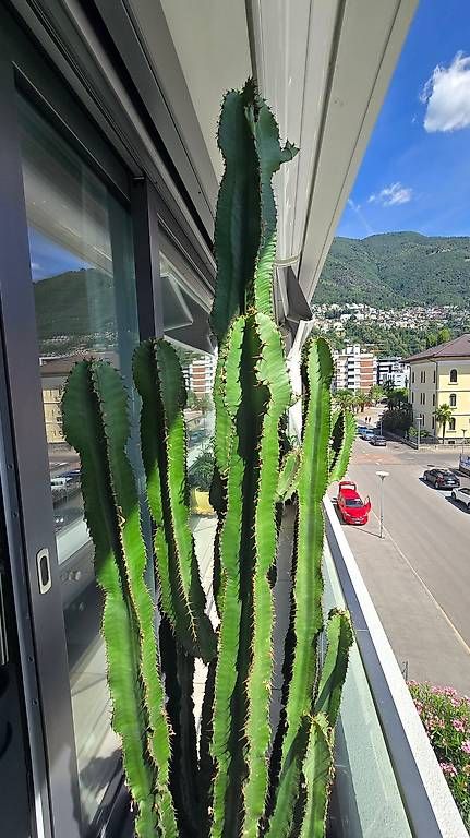 Plantes & graines: Grosser gesunder KAKTUS mit Topf – D'occasion à Locarno par Bbamboo 1