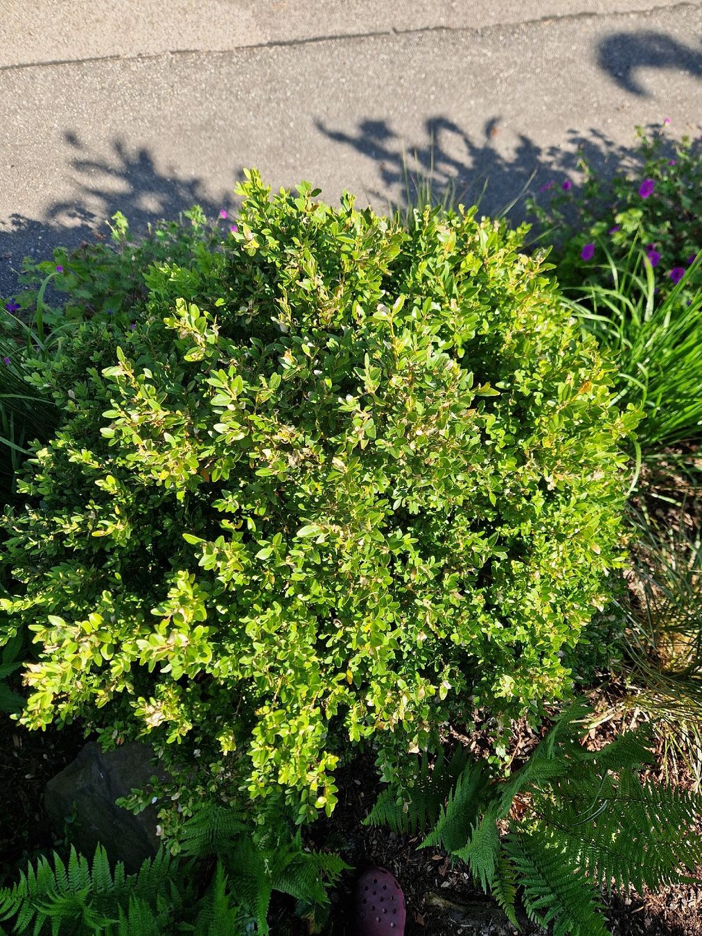 Piante & sementi: Buchsbaum, perfekt für Garten oder Terrasse, inklusive Topf! – Usato da KEHRSATZ venduto da Marina32 1