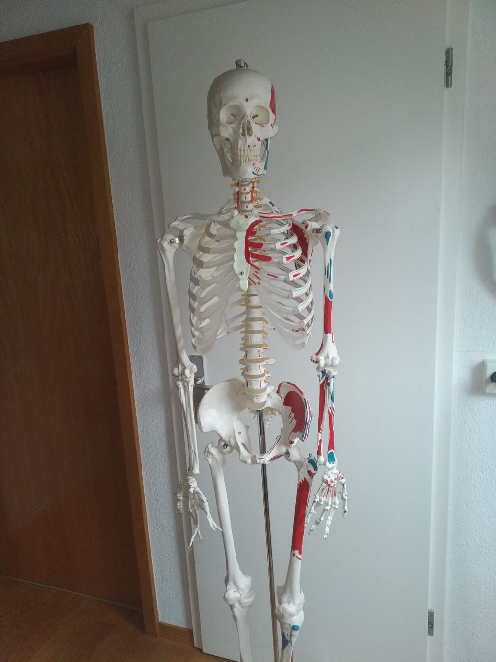 Medizinische Geräte: Squelette Oscar pour anatomie. – Gebraucht aus Nyon von  2