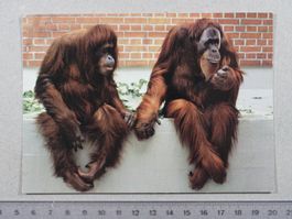 Zoo Zürich, Orang Utans, 1984, Affen