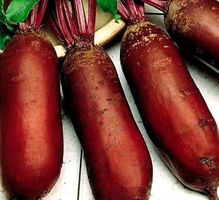 50 SAMEN SELTENE LANGE RÜBEN "BETA VULGARIS CICLA"