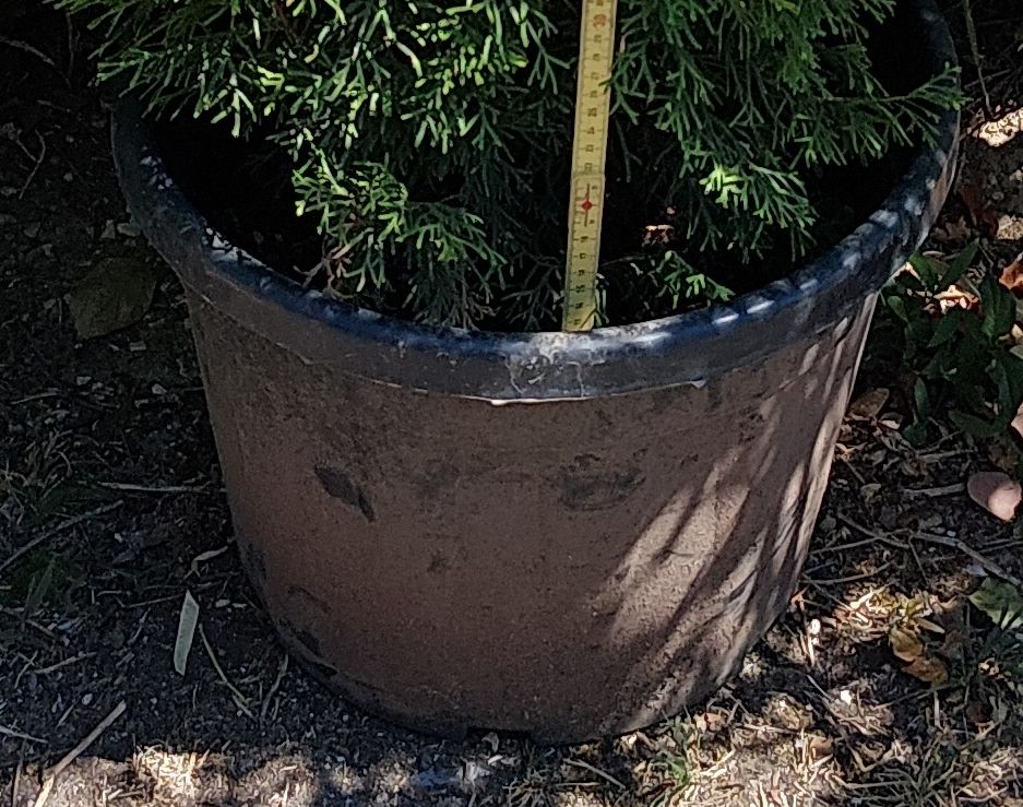 Pflanzen & Samen: Thuja 0.95cm – Gebraucht aus Buchs ZH von Fabian8107