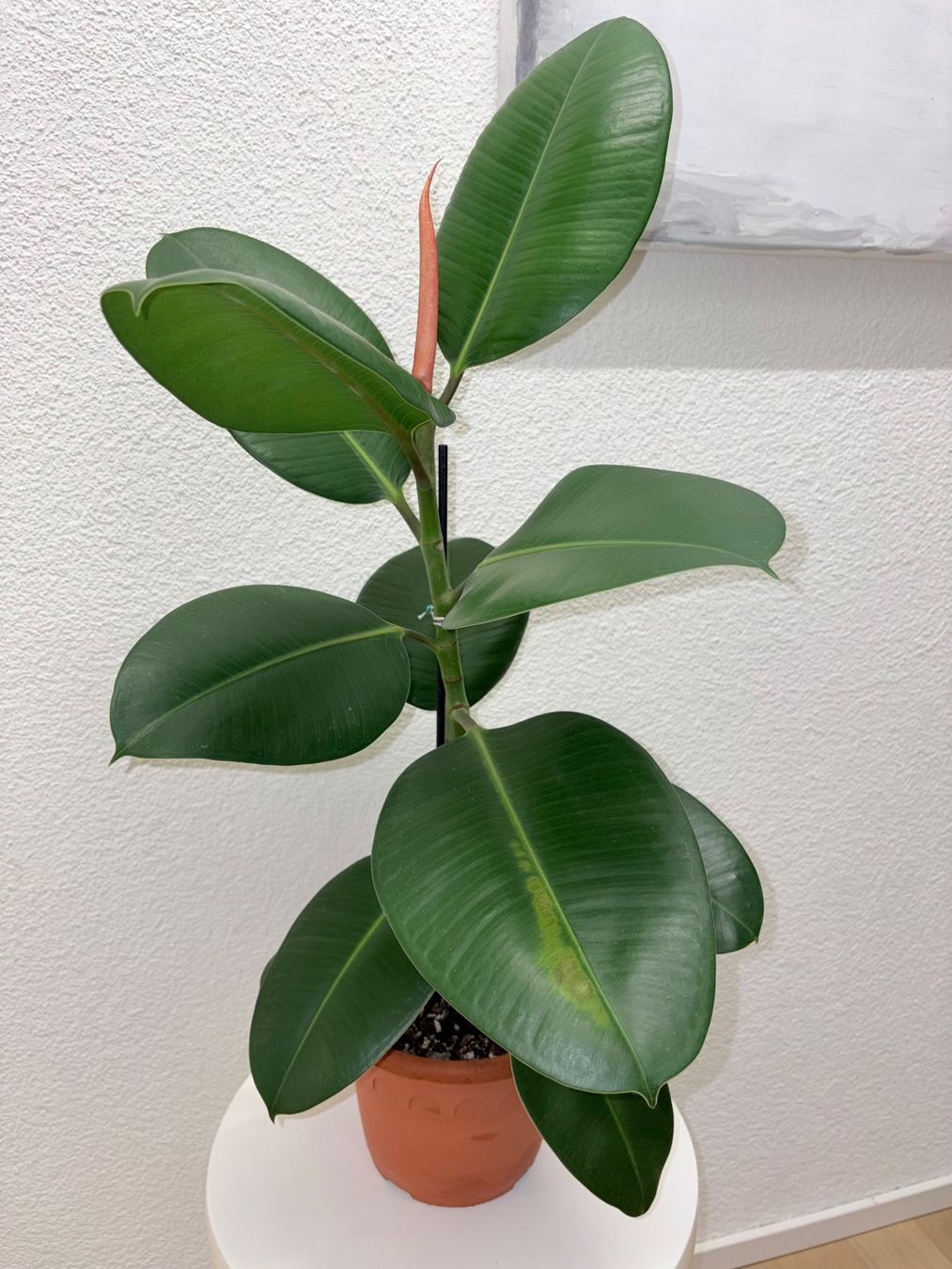 Piante & sementi: FICUS ELASTICA ROBUSTA Pflanze, Gummibaum 76 cm – Usato da Kilchberg ZH venduto da malibubeach 4