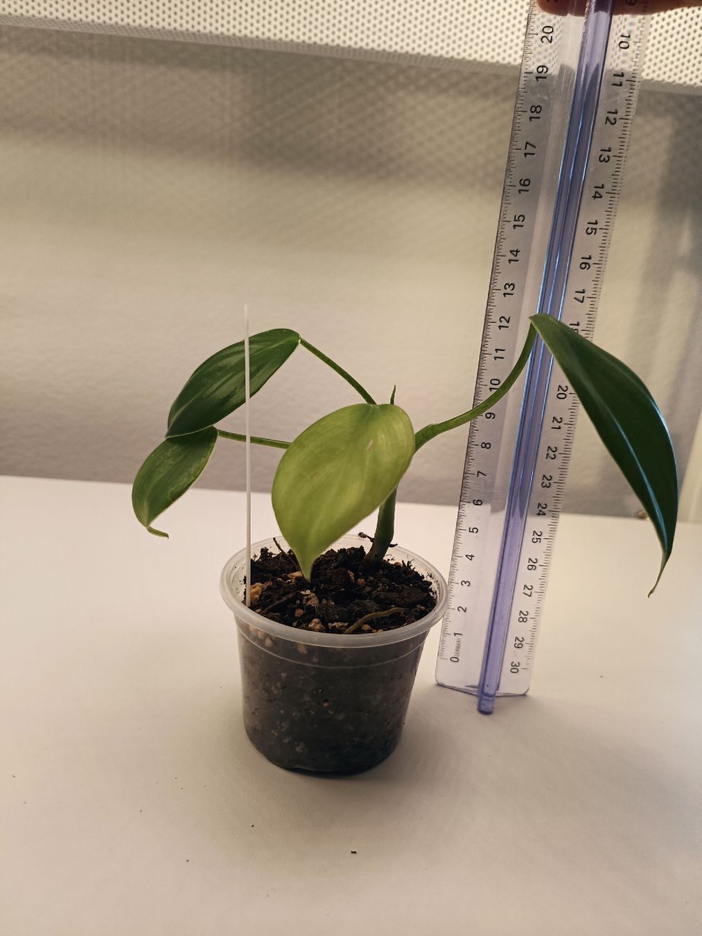 Pflanzen & Samen: Philodendron eximium variegata  – Gebraucht aus Luzern von sann2 2