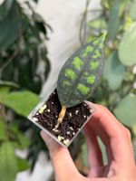 Hoya callistophylla ‚Black Cat‘ ✨