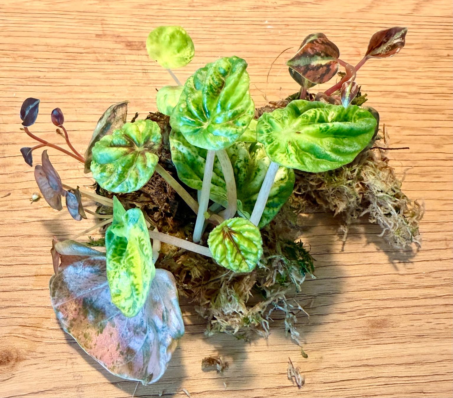 Piante & sementi: Peperomia diverse Ableger – Usato da Kaiseraugst venduto da dka_b97z 1