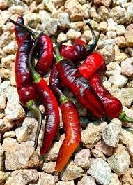 Pflanzen & Samen: Pimenta Leopard - Capsicum Chinense - 10 Samen – Neu und originalverpackt aus Sumiswald von Cham14559 1