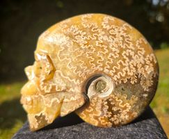 🐚💀 Ammonit-Schädel Schnitzerei
