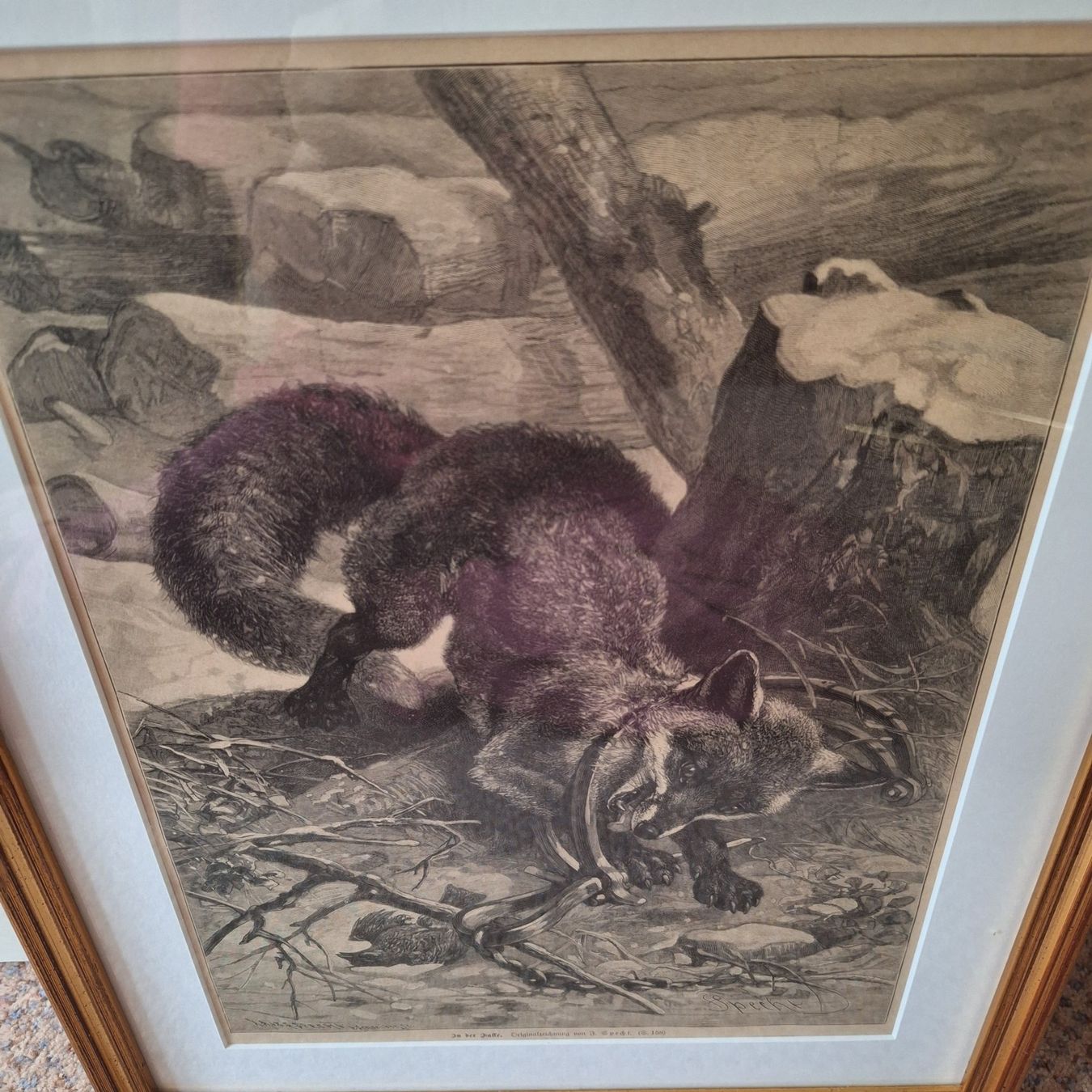 Foto & Immagini: Grösseres Bild, "In der Falle", F. Specht – Usato da Winterthur venduto da Goldpipau 2