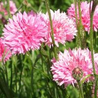 200 Samen Kornblume PINK BALL