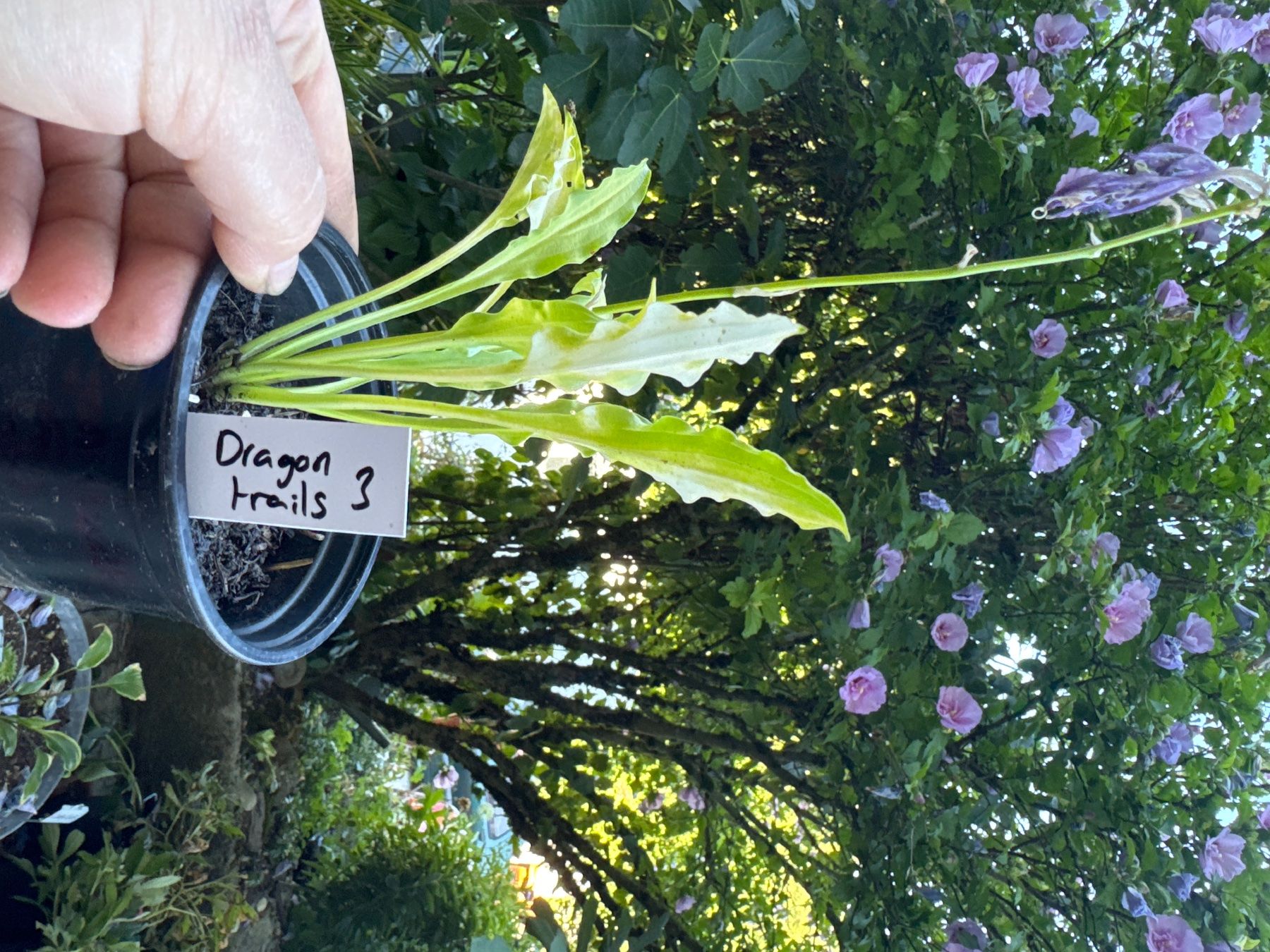 Piante & sementi: Hosta dragon tails 3 – Usato da Lajoux JU venduto da Briard0