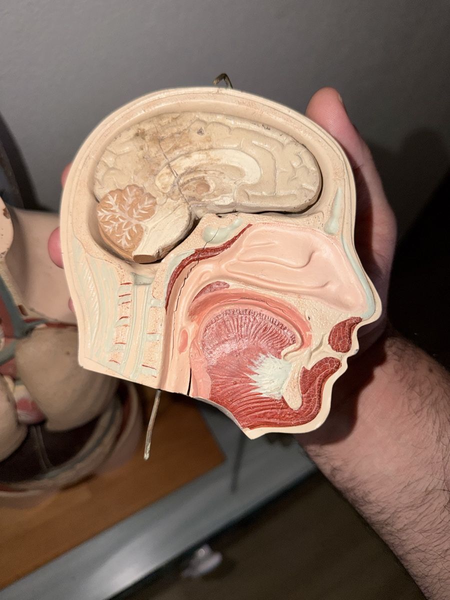 Modellbausätze & Standmodelle: Modello anatomico torso e testa con organi – Gebraucht aus Malleray von car_dr85 3