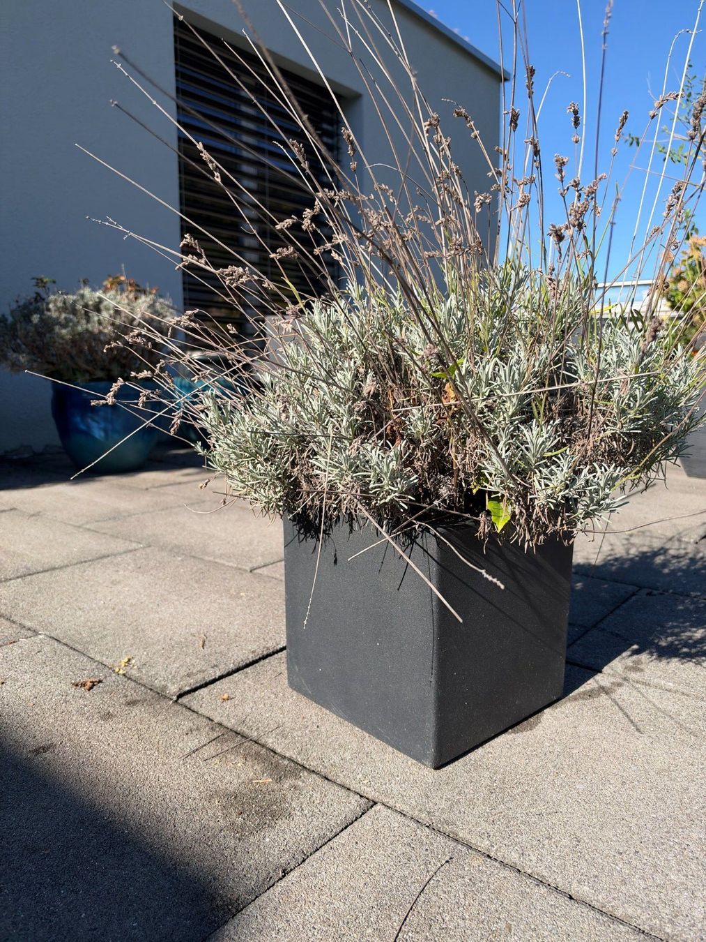 Piante & sementi: Lavendel – Usato da Root venduto da calmchris