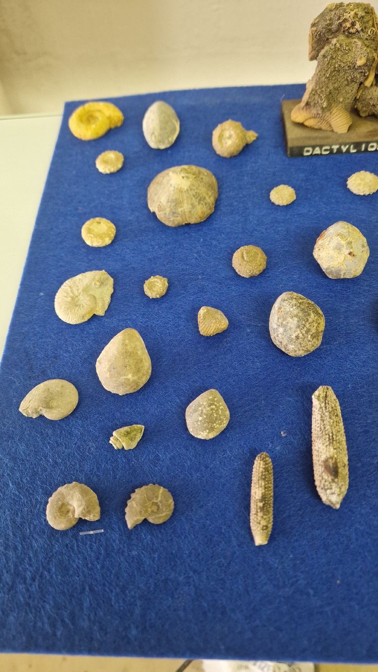 Fossili: Fossiliensammlung – Usato da Niederhasli venduto da rehauge01 8