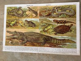 Reptilien Amphibien Vintage Schaubild 1923 antike Buchseite