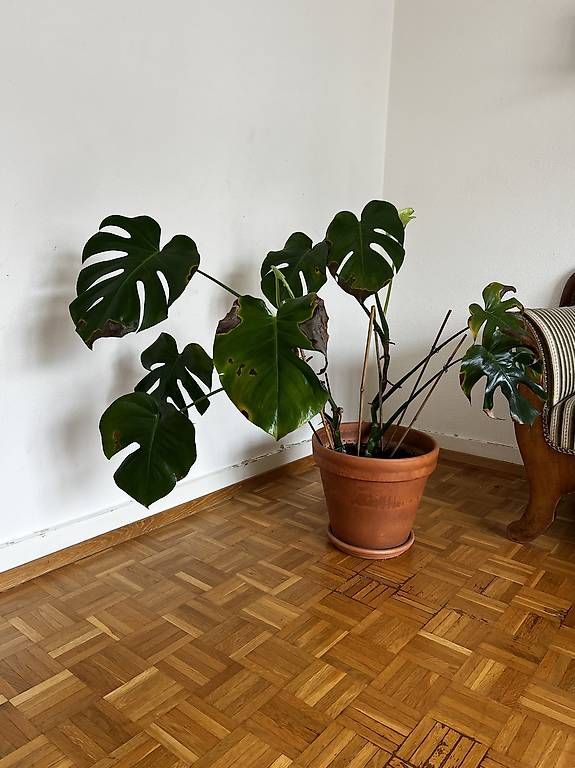 Pflanzen & Samen: Grosse Monstera – Gebraucht aus Basel von sar_2frb 1