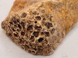 Fossile versteinerte Koralle – roh, (186)