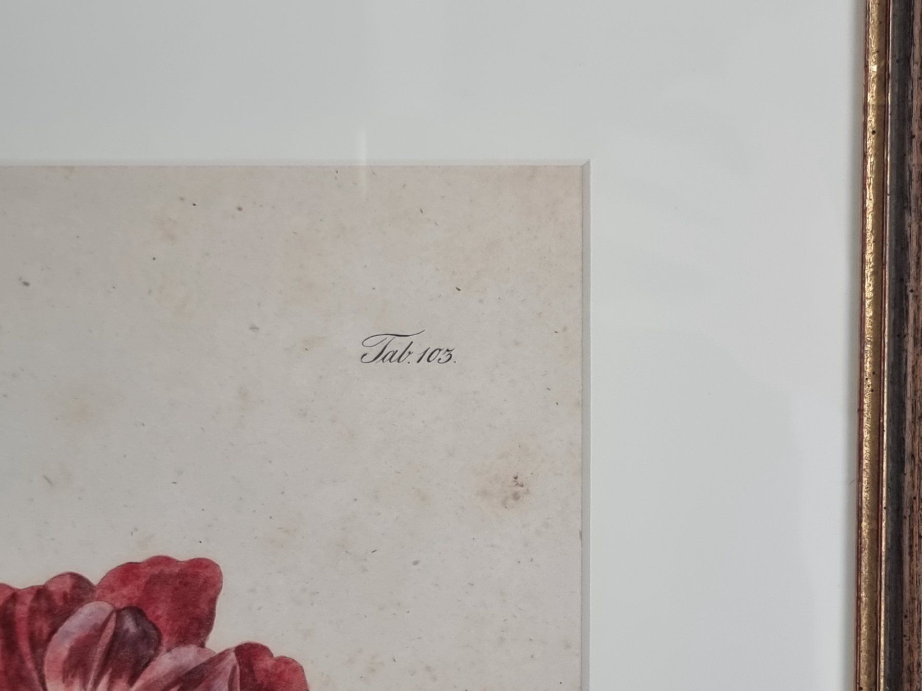 Posters & Illustrations: Bild Rosa gallica L., Daniel Wagner – D'occasion à Urtenen-Schönbühl par Restwert_Schoenbuehl 3