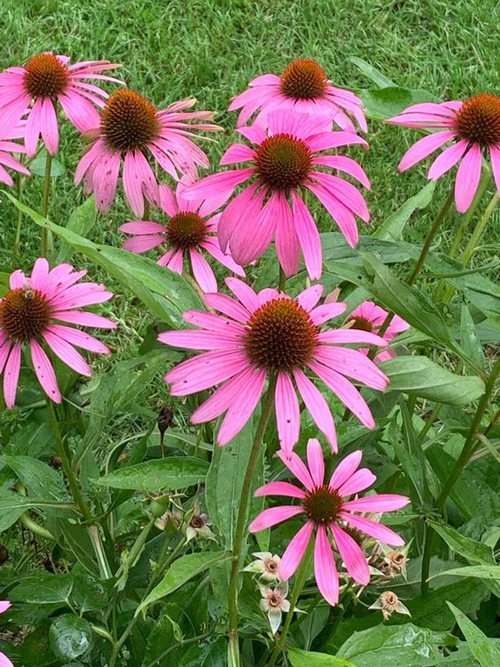 PurpurSonnenhut Echinacea purpurea Gartenpflanze 22 cm 🪴 Kaufen auf