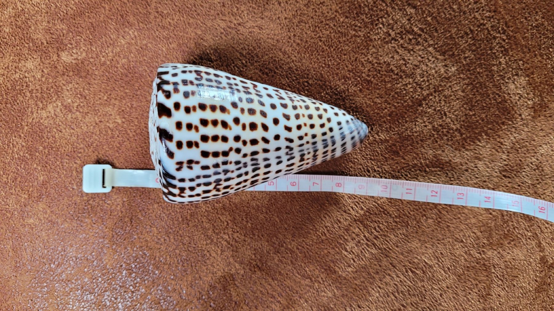 Tutte le decorazioni: wunderschöne, grosse Schnecken-Muschel – Usato da Grosshöchstetten venduto da Dirue 1
