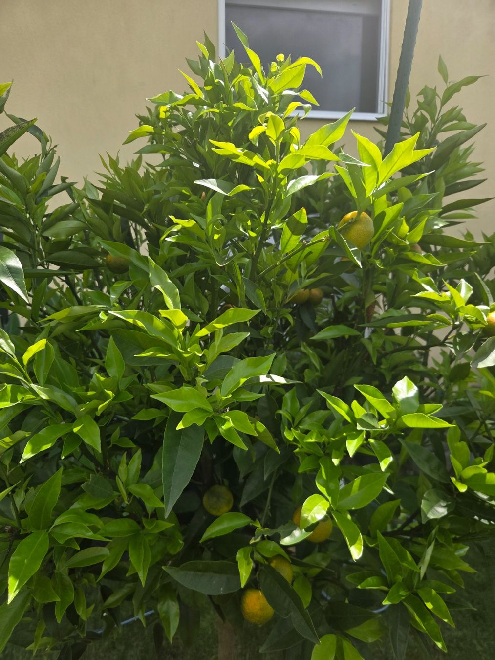 Piante & sementi: zitrus clementine baum 1m80 – Usato da Unterlunkhofen venduto da tomnova 4