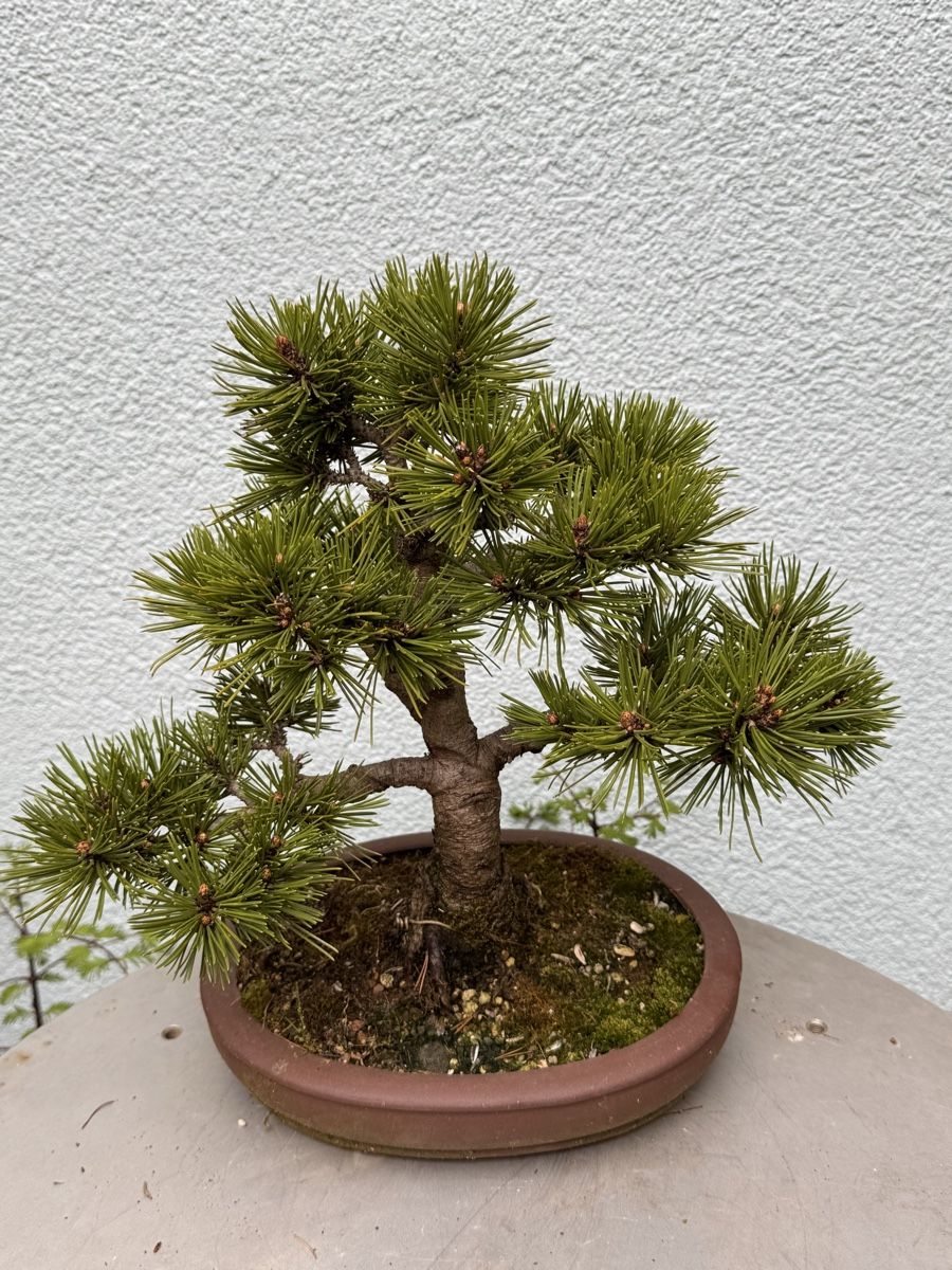 Piante & sementi: Bonsai/Pinus Mugo – Usato da Münchwilen TG venduto da baluzi3