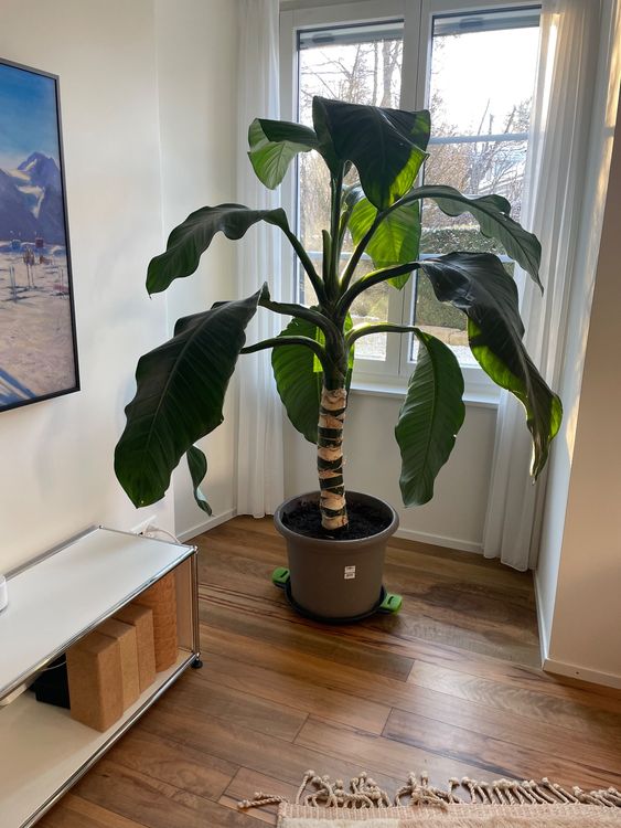 ctenanthe calathea Calathea Ctenanthe x Burle Marx