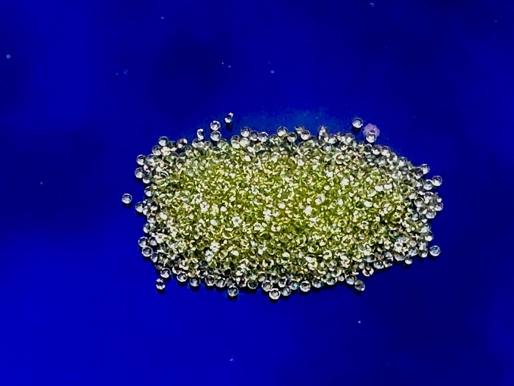 Edelsteine: 100 Stück fein brillantgeschliffene Peridot-Pointer 1,5 mm – Neu (gemäss Beschreibung) aus Langenthal von Seelenfreunde 5