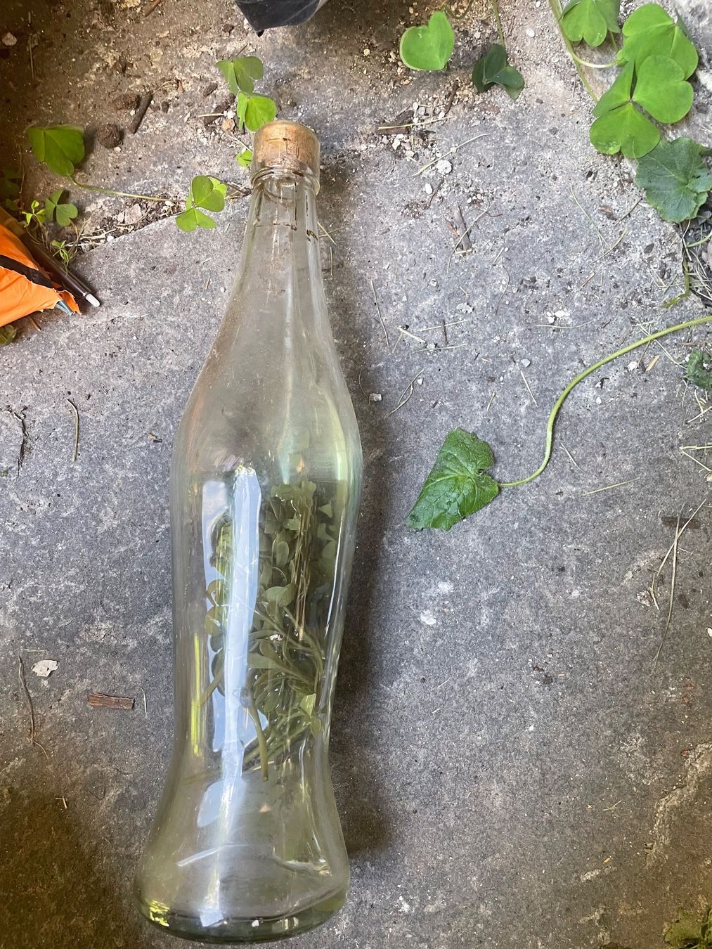 Bottiglie: Alte leere Flasche – Usato da Minusio venduto da Pink222 1