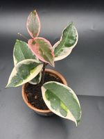 Hoya Flamingo Dream (1-11)
