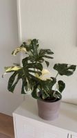 Monstera Thai Constellation