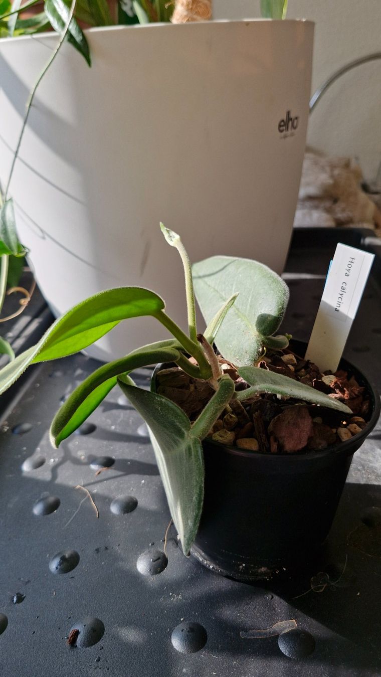 Pflanzen & Samen: Hoya calycina – Gebraucht aus Au ZH von Lutea 1