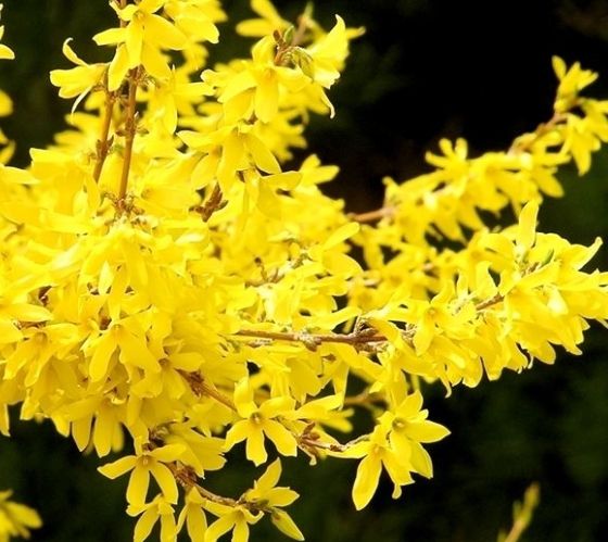 Piante & sementi: FORSYTHIA INTERMEDIA Steckling mit Wurzeln 50cm Strauch – Nuovo e nell'imballaggio originale da Rovio venduto da POSITIFFARTandPLANTS 2