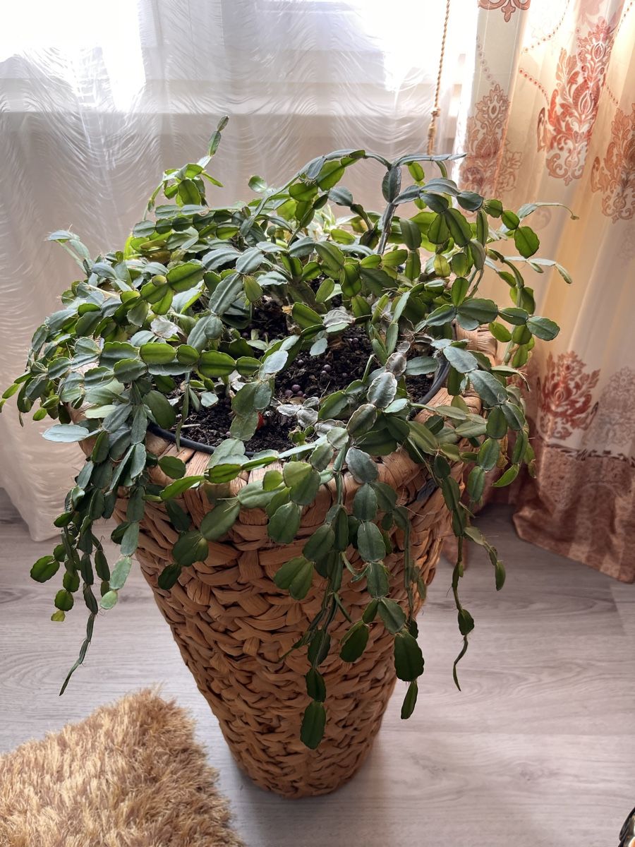 Piante & sementi: 2x echte Zimmer Pflanze mit topf – Usato da St. Margrethen SG venduto da Lillicasso