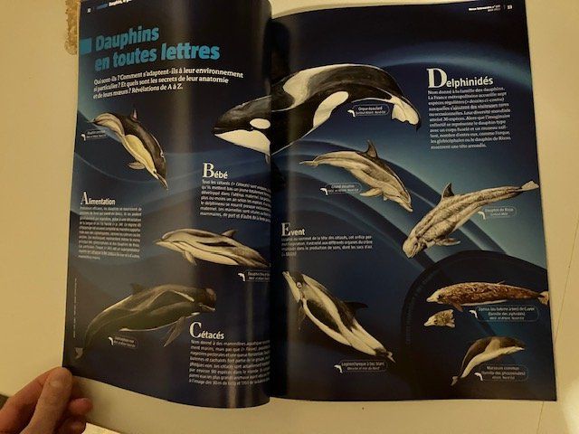 Riviste & Magazine: Revue La Salamandre - les dauphins – Usato da Les Ponts-de-Martel venduto da Jolisa 3