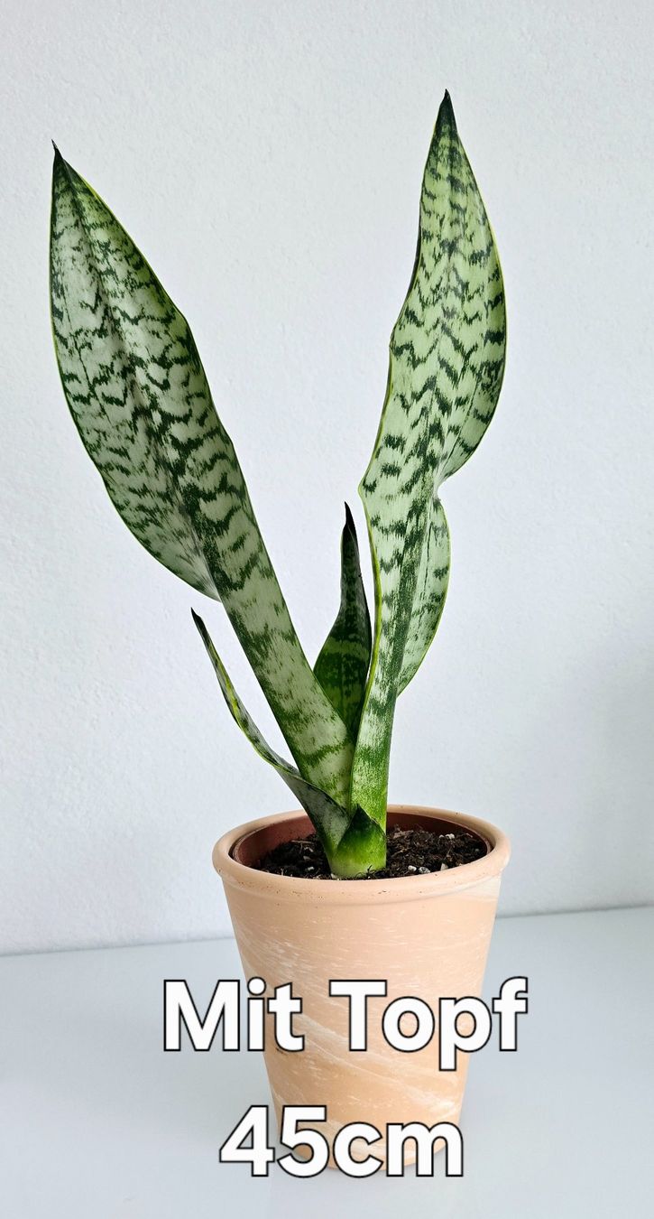 Piante & sementi: Zimmerpflanze, Bogenhanf, Sansevieria, mit Topf – Nuovo (secondo la descrizione) da Aarburg venduto da Glitzerschein