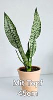 Zimmerpflanze, Bogenhanf, Sansevieria, mit Topf