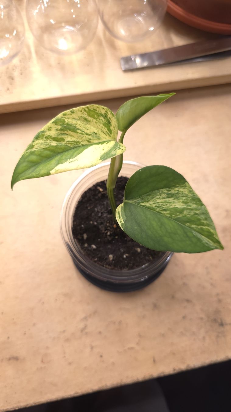 Pflanzen & Samen: Epipremnum Marble Queen  – Neu (gemäss Beschreibung) aus Neyruz FR von bry_2dg9