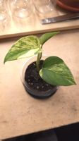 Epipremnum Marble Queen 