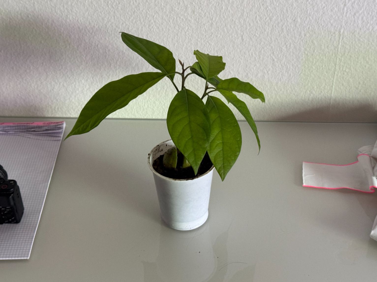 Piante & sementi: Avocado Baum (Doppelstamm) – Usato da Schlieren venduto da Edgar_k 2