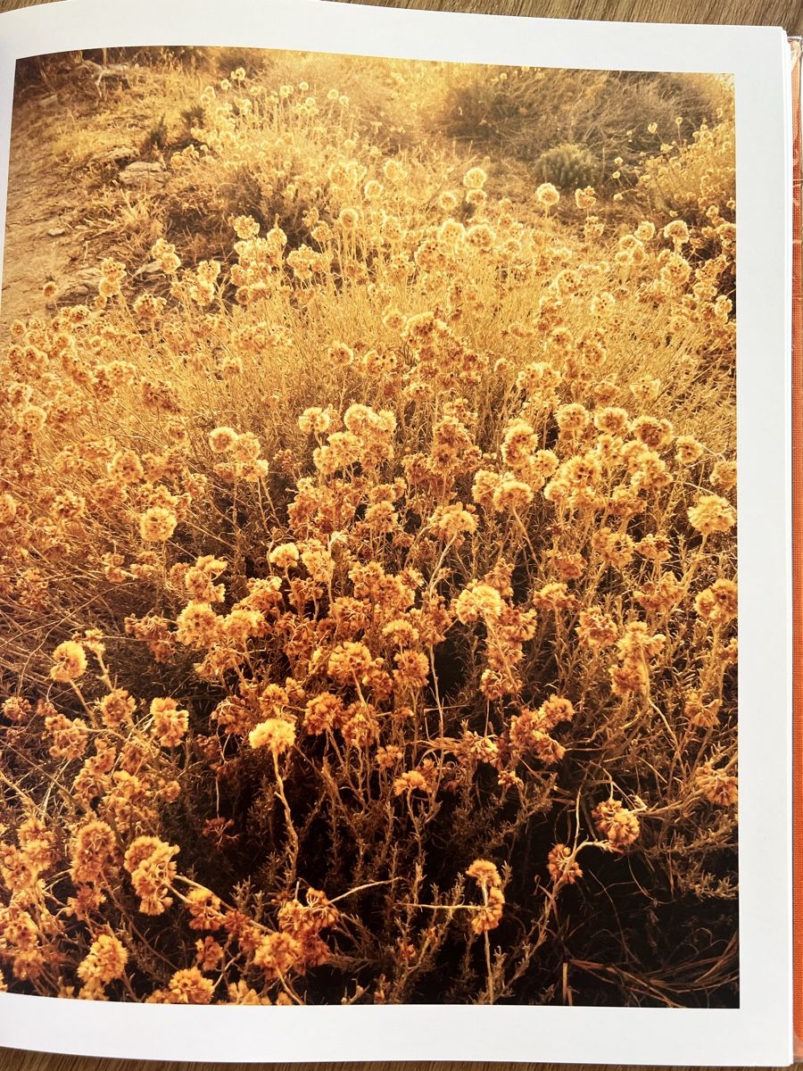 Libri: Christopher Anderson: Pia, 1st Edition Print, Stanley&Barker – Nuovo (secondo la descrizione) da Winterthur venduto da Hello088x 7